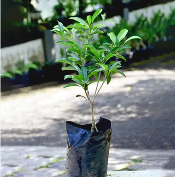 Chikku_Sapote__Plants_(Manilkara_Zapota)_Home_Gardening_Outdoor__Plants