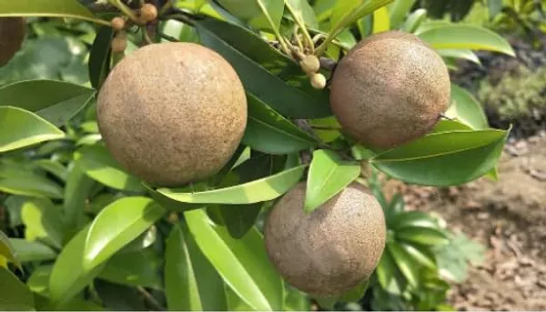 Chikku_Sapote__Plants_(Manilkara_Zapota)_Home_Gardening_Outdoor__Plants