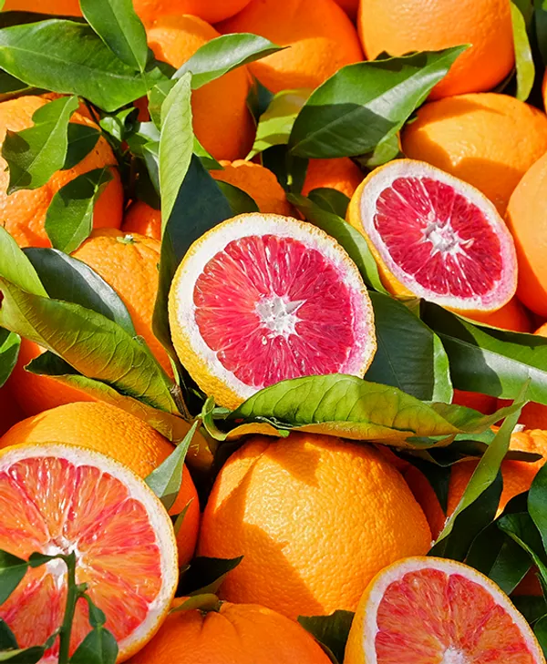 Blood_Red_Orange_Grafted_Plant_1_Healthy__Plant