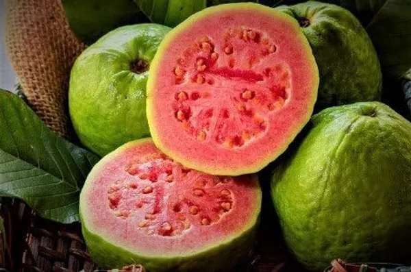 Guava_Red_Diamond_Amrood_Variety_Fruit_Grafted__Plants_&_Tree(1.5-3_Feet_Size)