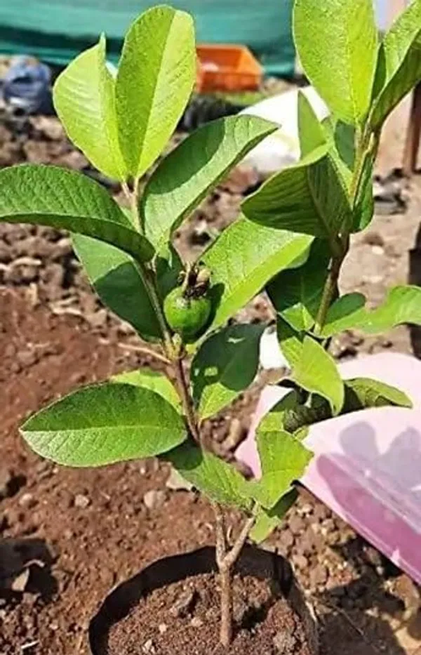 Guava_Red_Diamond_Amrood_Variety_Fruit_Grafted__Plants_&_Tree(1.5-3_Feet_Size)