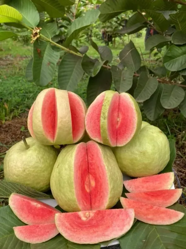 Guava_Red_Diamond_Amrood_Variety_Fruit_Grafted__Plants_&_Tree(1.5-3_Feet_Size)