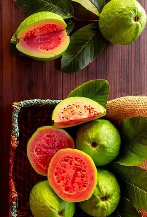 Guava_Red_Diamond_Amrood_Variety_Fruit_Grafted__Plants_&_Tree(1.5-3_Feet_Size)