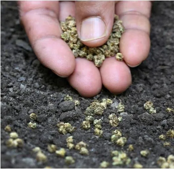Spinach_-_Organic_Vegetable_Seeds,_Palak_Seeds,_Seeds_Per_(Packet_-_70)_Gardening_Indoor_Outdoor_Vegetables_Seeds