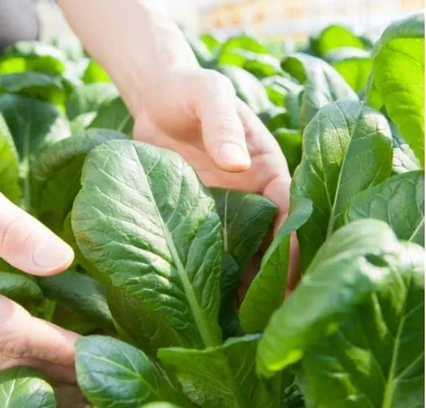 Spinach_-_Organic_Vegetable_Seeds,_Palak_Seeds,_Seeds_Per_(Packet_-_70)_Gardening_Indoor_Outdoor_Vegetables_Seeds