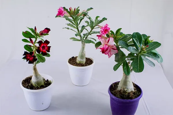 Bonsai__Plant_Desert_Rose_Adenium_Dwarf_Indoor_Flower_Balconies_Garden_Ornamental_Desert_Rose_Impala_Lily_Container__Bonsai_Plant(_Pack_Of-1)