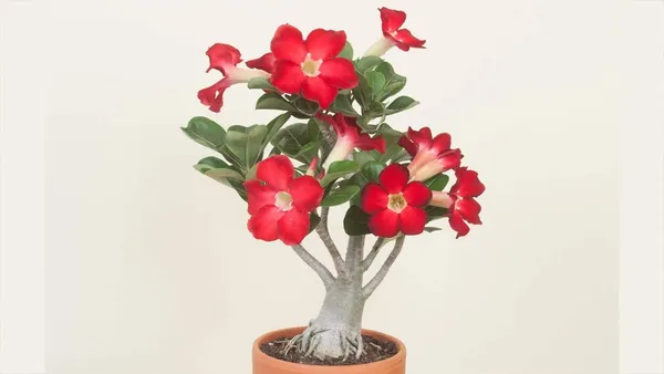 Bonsai__Plant_Desert_Rose_Adenium_Dwarf_Indoor_Flower_Balconies_Garden_Ornamental_Desert_Rose_Impala_Lily_Container__Bonsai_Plant(_Pack_Of-1)