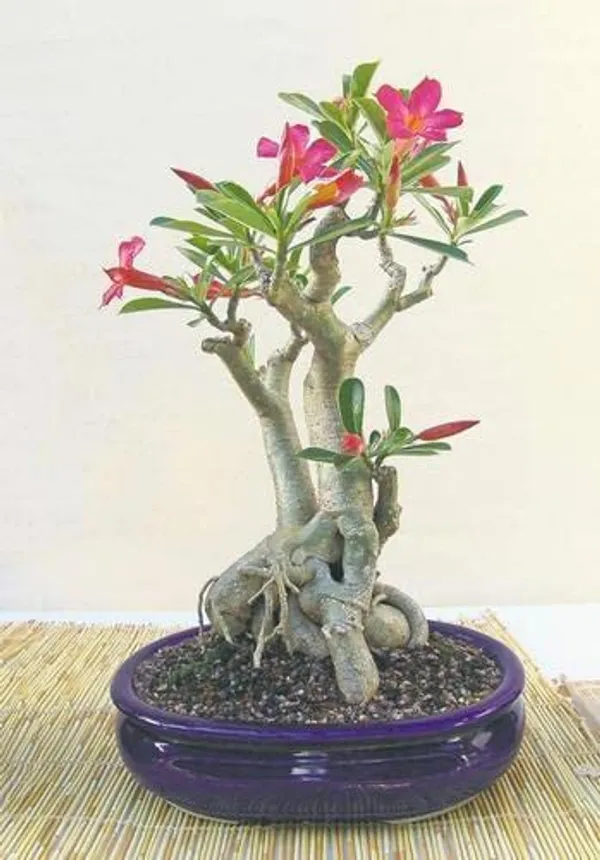 Bonsai__Plant_Desert_Rose_Adenium_Dwarf_Indoor_Flower_Balconies_Garden_Ornamental_Desert_Rose_Impala_Lily_Container__Bonsai_Plant(_Pack_Of-1)