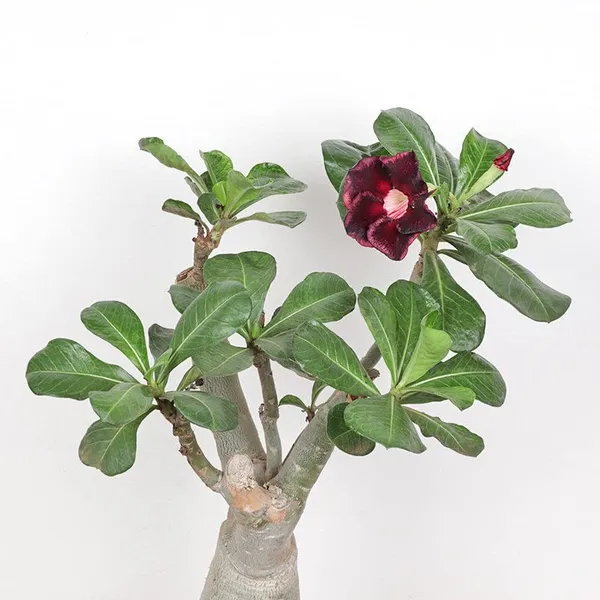 Bonsai__Plant_Desert_Rose_Adenium_Dwarf_Indoor_Flower_Balconies_Garden_Ornamental_Desert_Rose_Impala_Lily_Container__Bonsai_Plant(_Pack_Of-1)