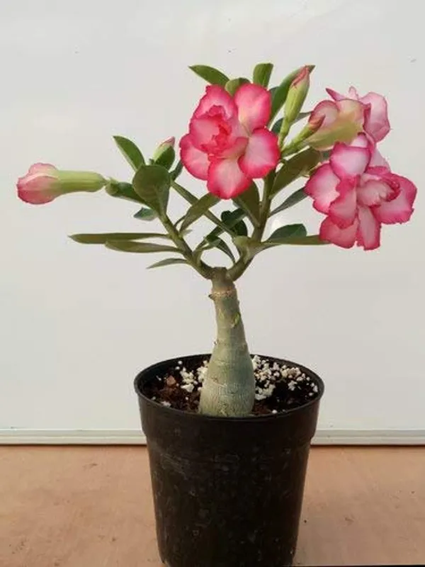 Bonsai__Plant_Desert_Rose_Adenium_Dwarf_Indoor_Flower_Balconies_Garden_Ornamental_Desert_Rose_Impala_Lily_Container__Bonsai_Plant(_Pack_Of-1)