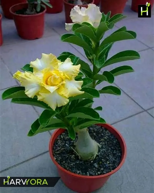Bonsai__Plant_Desert_Rose_Adenium_Dwarf_Indoor_Flower_Balconies_Garden_Ornamental_Desert_Rose_Impala_Lily_Container__Bonsai_Plant(_Pack_Of-1)