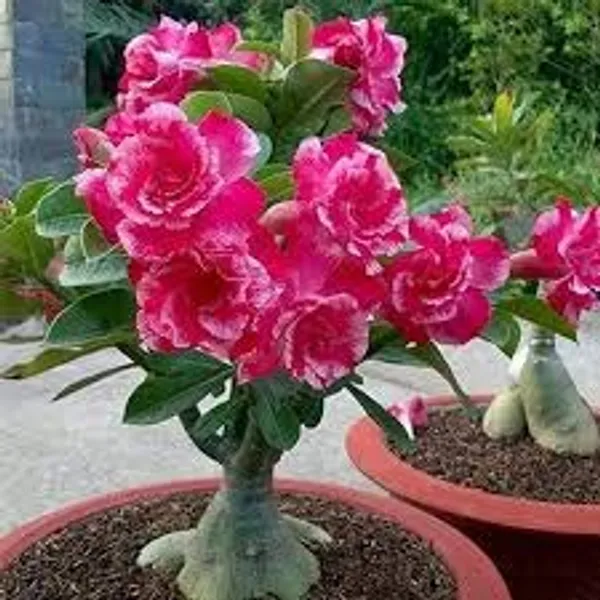 Bonsai__Plant_Desert_Rose_Adenium_Dwarf_Indoor_Flower_Balconies_Garden_Ornamental_Desert_Rose_Impala_Lily_Container__Bonsai_Plant(_Pack_Of-1)