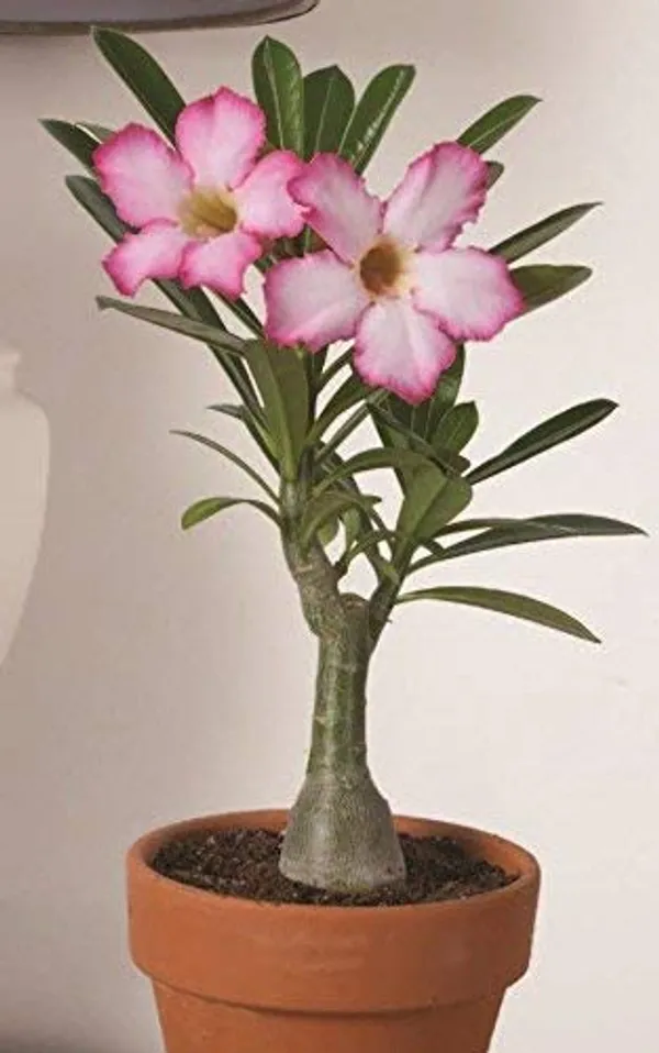 Bonsai__Plant_Desert_Rose_Adenium_Dwarf_Indoor_Flower_Balconies_Garden_Ornamental_Desert_Rose_Impala_Lily_Container__Bonsai_Plant(_Pack_Of-1)
