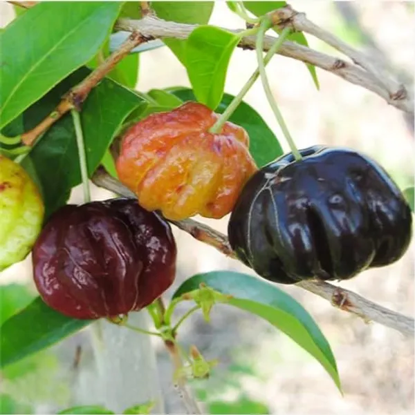 Surinam_Cherry_Black__Plants_(Eugenia_Uniflora)_Home_Gardening_Indoor_Outdoor_Fruit__Plants