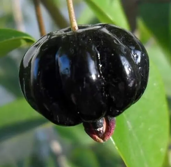 Surinam_Cherry_Black__Plants_(Eugenia_Uniflora)_Home_Gardening_Indoor_Outdoor_Fruit__Plants