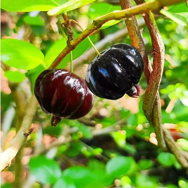 Surinam_Cherry_Black__Plants_(Eugenia_Uniflora)_Home_Gardening_Indoor_Outdoor_Fruit__Plants