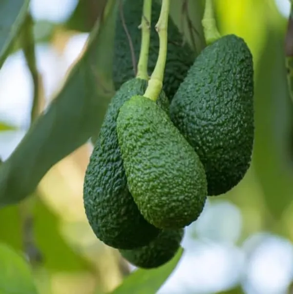 Avocado_Hass__Plant_(Persea_Americana_'Hass')_Home_Gardening_Outdoor__Plants
