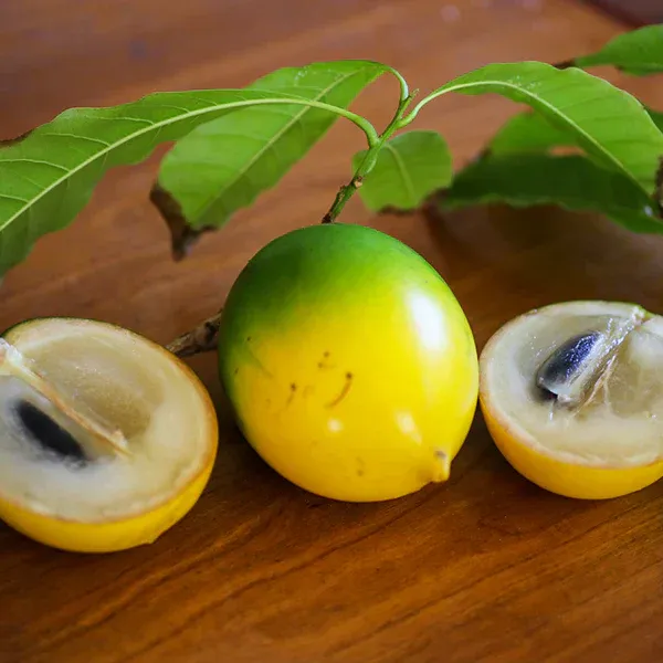 Abiu_Fruit_Plant