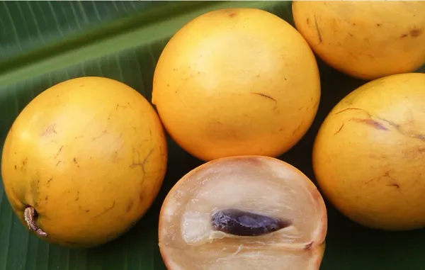 Abiu_Fruit_Plant