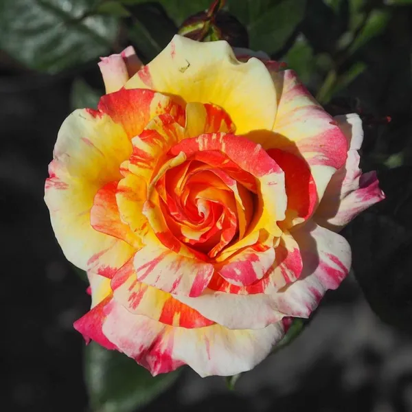 All_American_Magic_Rose_Hybrid_Red_Graftad_Plant_Rose_Plant_Home_Gardening_Outdoor_Indoor__Plants_(Absolutely_Crackers_Rose)