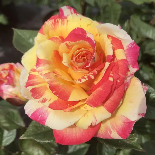 All_American_Magic_Rose_Hybrid_Red_Graftad_Plant_Rose_Plant_Home_Gardening_Outdoor_Indoor__Plants_(Absolutely_Crackers_Rose)