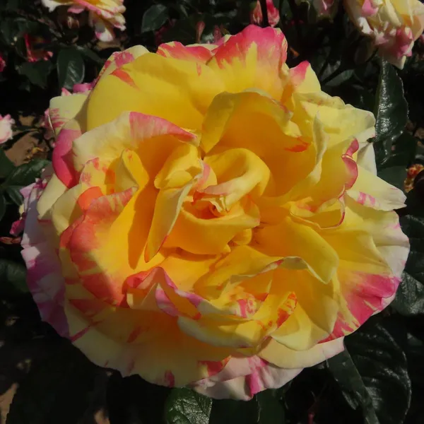 All_American_Magic_Rose_Hybrid_Red_Graftad_Plant_Rose_Plant_Home_Gardening_Outdoor_Indoor__Plants_(Absolutely_Crackers_Rose)