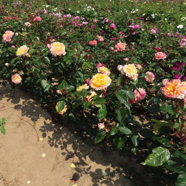 All_American_Magic_Rose_Hybrid_Red_Graftad_Plant_Rose_Plant_Home_Gardening_Outdoor_Indoor__Plants_(Absolutely_Crackers_Rose)