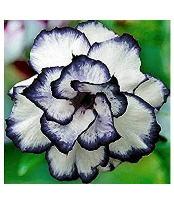 Black_Adenium_Grafting_Plant_Desert_Roses__Flower_Plant_Healthy__Plant_Decorative_Flowering_Plant