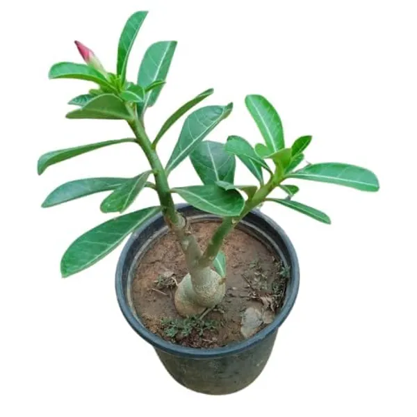 Black_Adenium_Grafting_Plant_Desert_Roses__Flower_Plant_Healthy__Plant_Decorative_Flowering_Plant