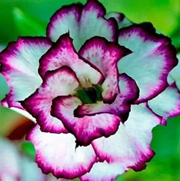 Purple_Adenium_Grafting_Plant_Desert_Roses__Flower_Plant_Healthy__Plant_Decorative_Flowering_Plant