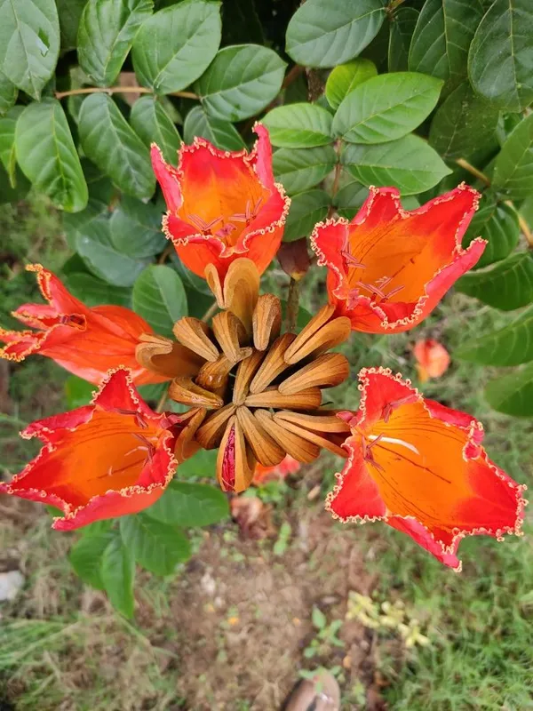 African_Tulip_Flower_Plant