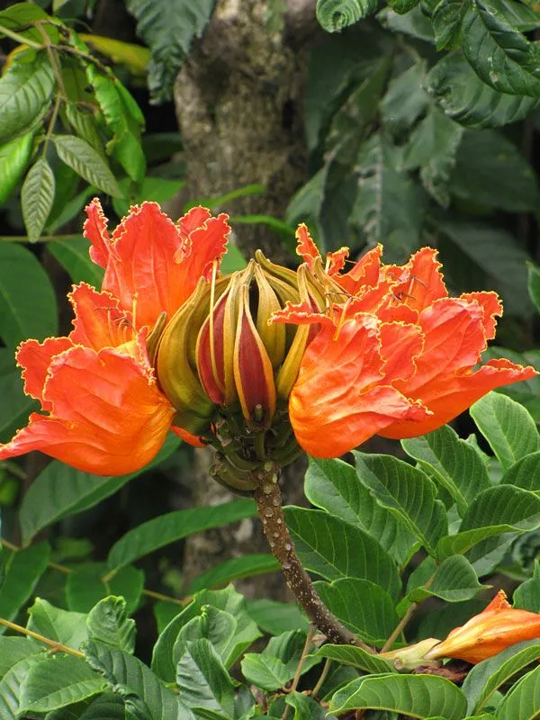 African_Tulip_Flower_Plant
