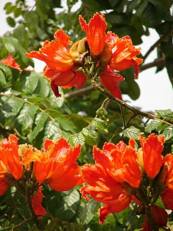 African_Tulip_Flower_Plant