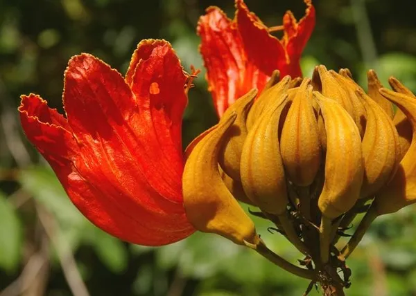 African_Tulip_Flower_Plant