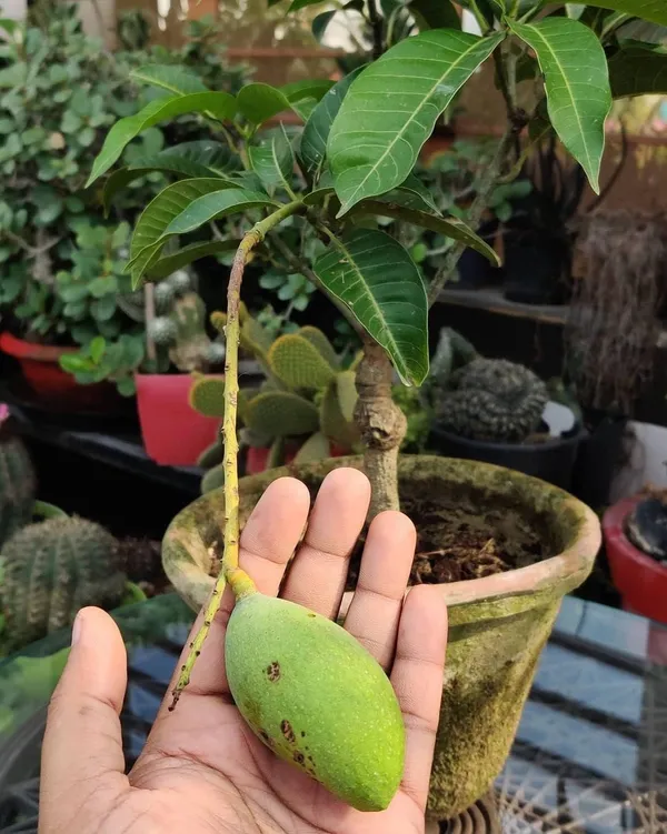 All_Time_Mango_Plant_Thailand_Alltime_Baramasi_Mango_Plant_Grafted_Plant