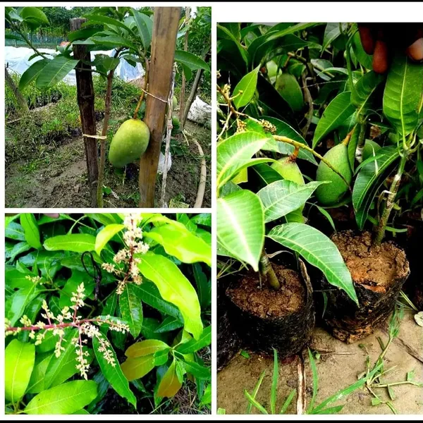 All_Time_Mango_Plant_Thailand_Alltime_Baramasi_Mango_Plant_Grafted_Plant