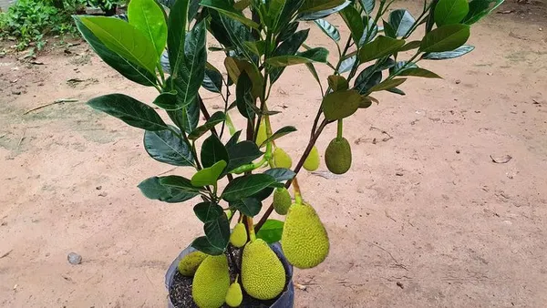 All_Time_Jackfruit_Plant_Grafted