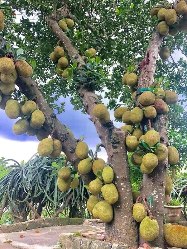 All_Time_Jackfruit_Plant_Grafted