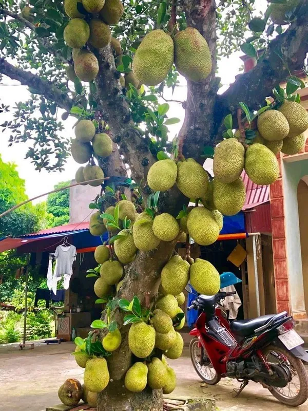 All_Time_Jackfruit_Plant_Grafted