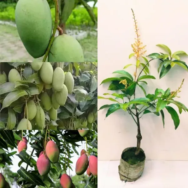 All_Time_Mango_Thi_Hybrid_Grafted_Plant