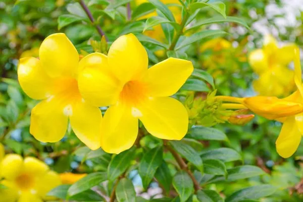 Allamanda_Cathartica__Allamanda_Yellow_Flower_-_1_Plant_-_Creeper_Golden_Trumpet_Flower_Climbing_Decorative_Plant_-_Pack_In_Poly_Bag