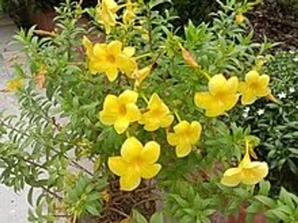 Allamanda_Cathartica__Allamanda_Yellow_Flower_-_1_Plant_-_Creeper_Golden_Trumpet_Flower_Climbing_Decorative_Plant_-_Pack_In_Poly_Bag