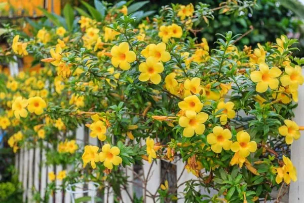 Allamanda_Cathartica__Allamanda_Yellow_Flower_-_1_Plant_-_Creeper_Golden_Trumpet_Flower_Climbing_Decorative_Plant_-_Pack_In_Poly_Bag
