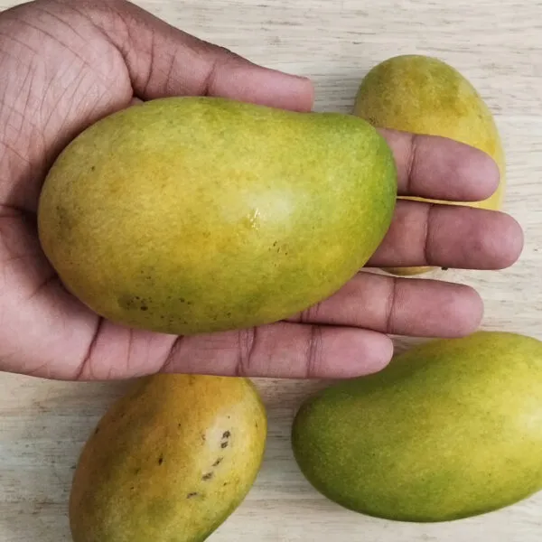 Amrapali_Mango/Grafted_Plant