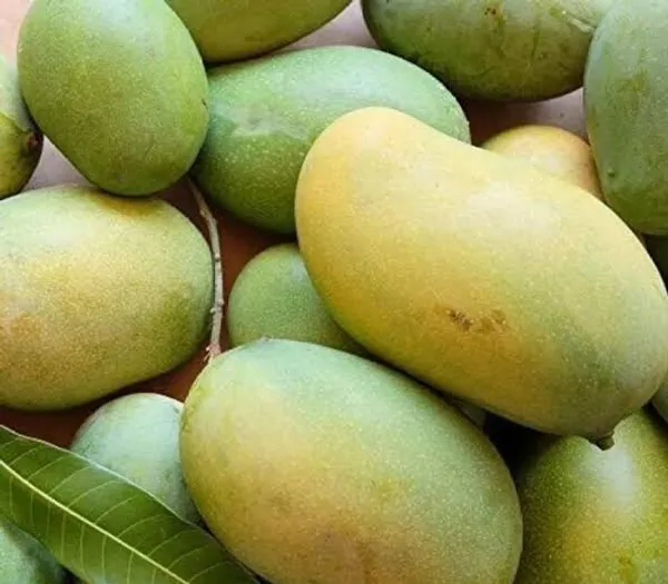 Amrapali_Mango/Grafted_Plant