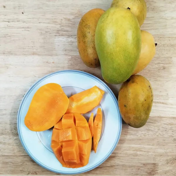 Amrapali_Mango/Grafted_Plant