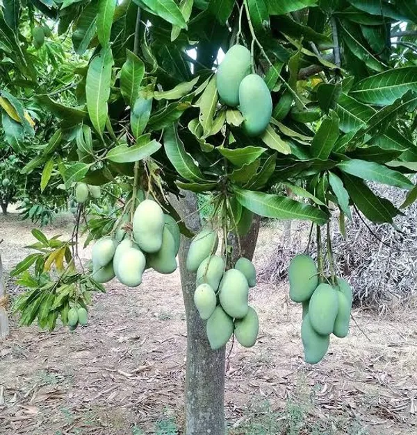 Amrapali_Mango/Grafted_Plant