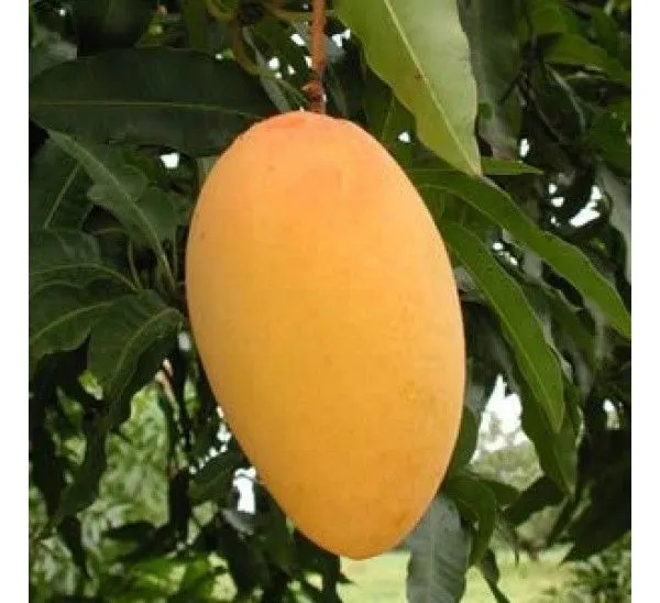 Amrapali_Mango/Grafted_Plant