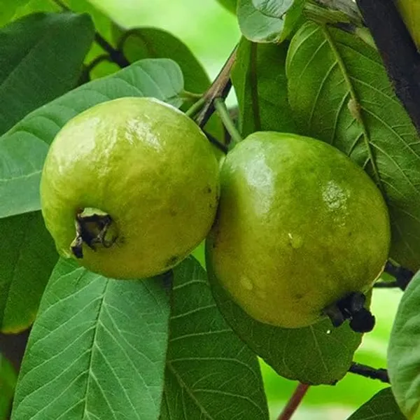 Rare_Hybrid_Air_Layering_Guava_Plant_(China_White)