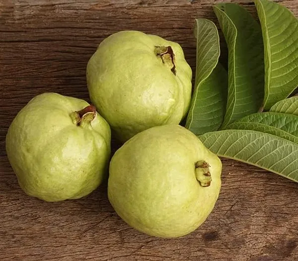 Rare_Hybrid_Air_Layering_Guava_Plant_(China_White)